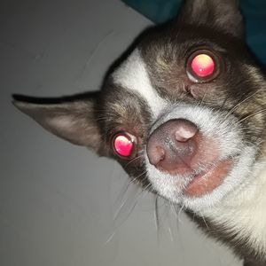 Meet your Posher, Dougie l